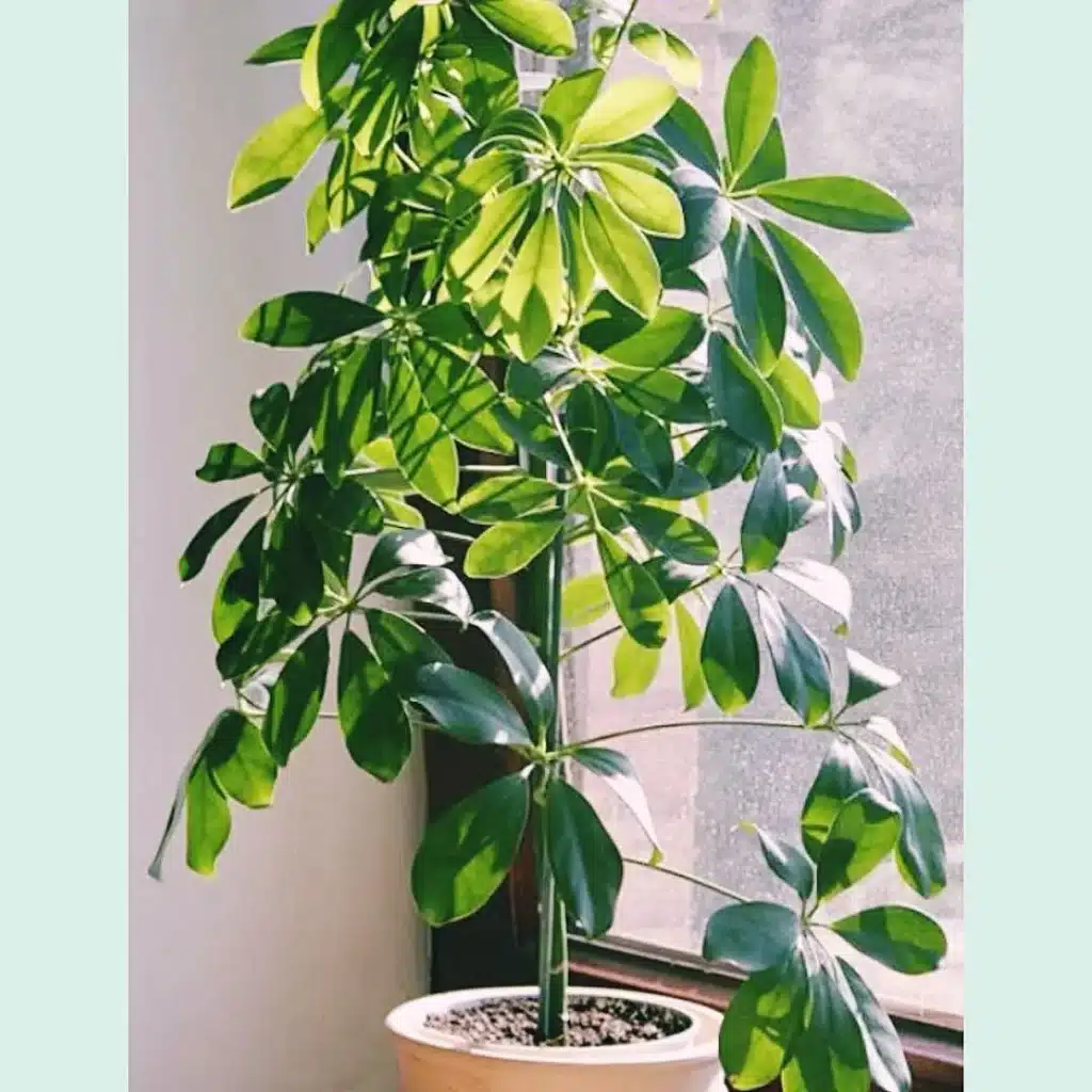 indoor office plants 1520773978 1732700173697894564 7141360686