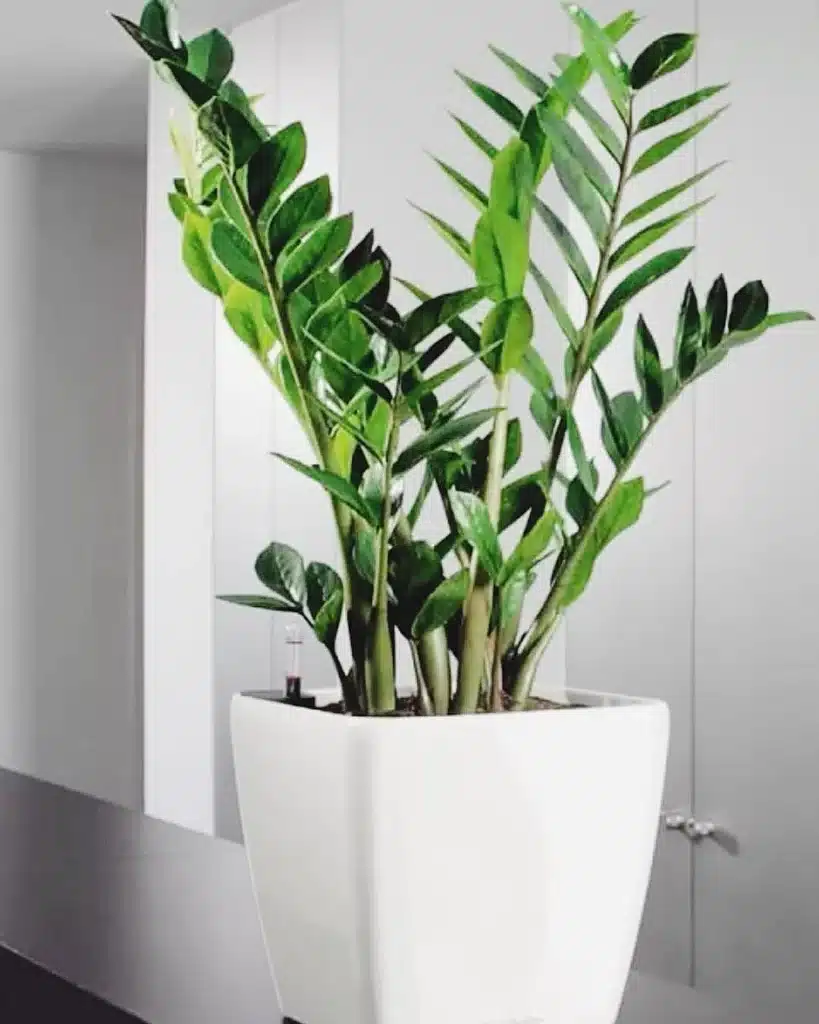 indoor office plants 1520774991 1732708670921690496 71413606861