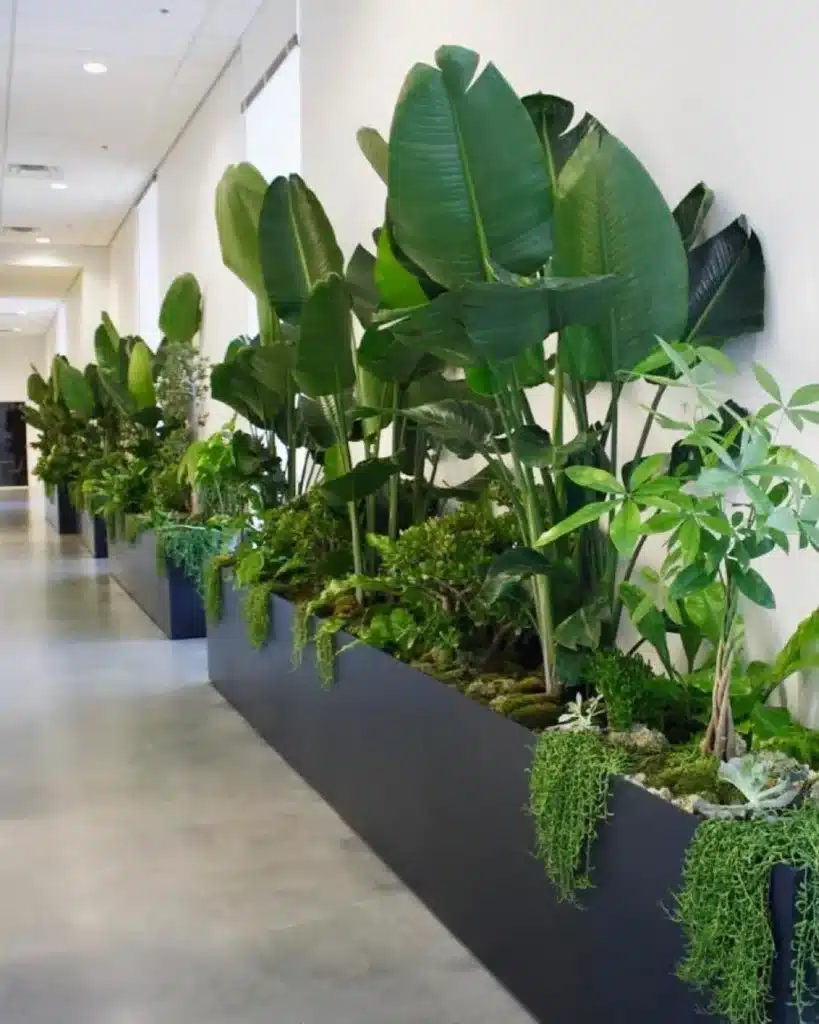 indoor office plants 1520888245 1733658712025306911 7141360686