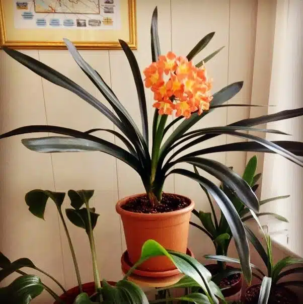 indoor office plants 1522438796 1746665681371668065 7141360686