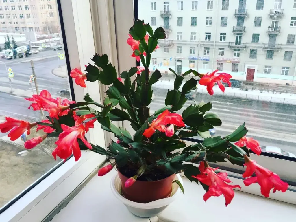 indoor office plants 1522645718 1748401468362535468 7141360686