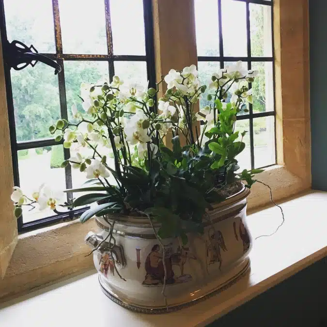 indoorofficeplants 1598783222 2387089141202265250 32694097730