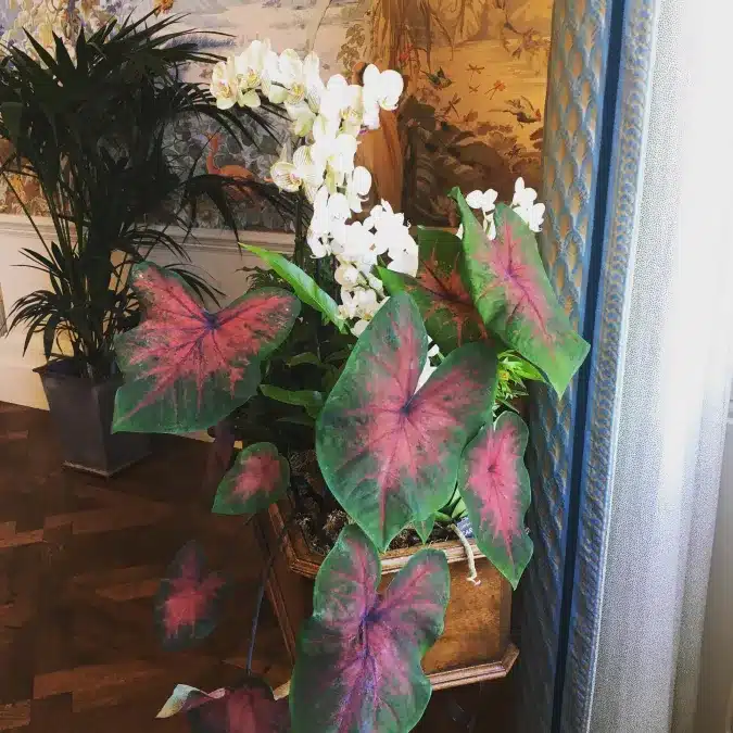 indoorofficeplants 1598783273 2387089569390327027 32694097730