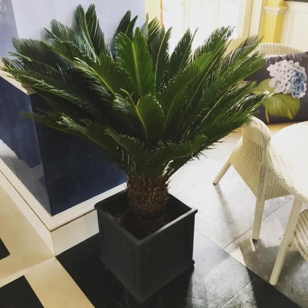 indoorofficeplants 1600707737 2403233145895631199 32694097730