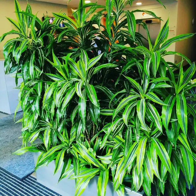 officeplantsco uk 1580462517 2233403930182937379 280931287251