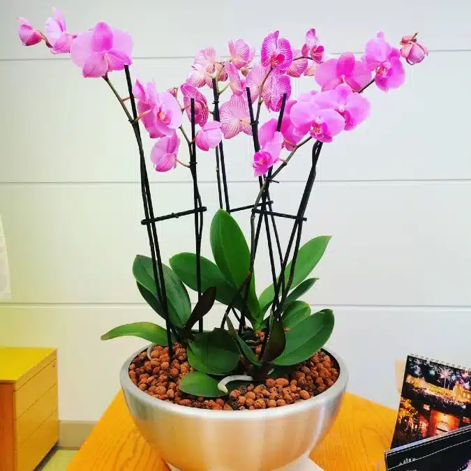 officeplantsco uk 1580462517 2233403930199616081 28093128725