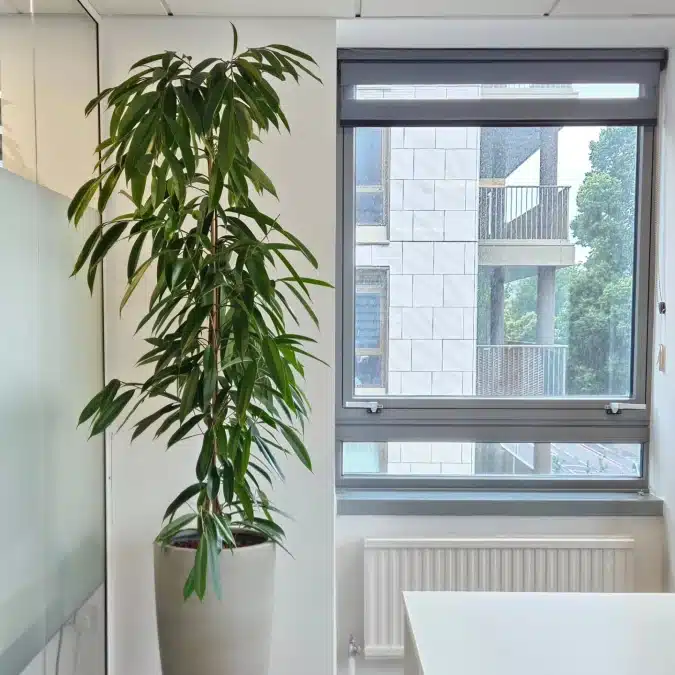 officeplantsco uk 1754082294 3689832177164506112 28093128725